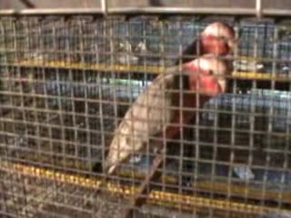 pet market shivaji nagar