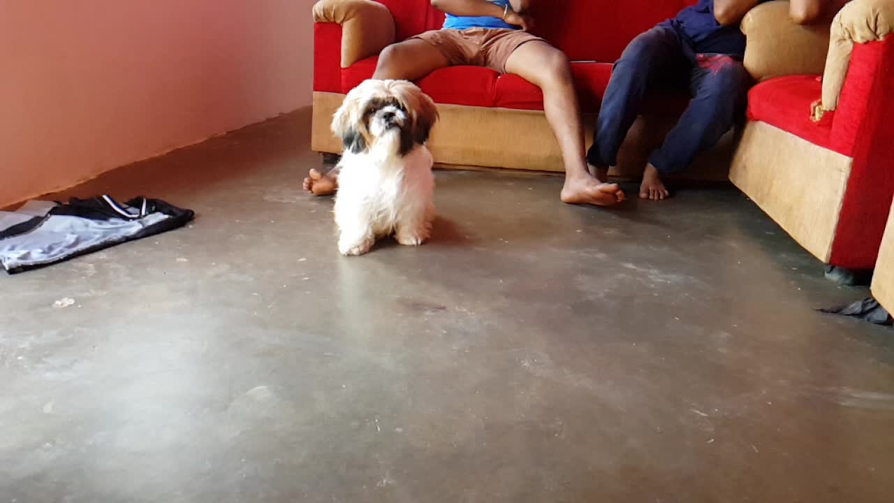 K.K Kennels in Jnana Jyothi Nagarjnana Bharathi,Bangalore Best Kennel Service in Bangalore