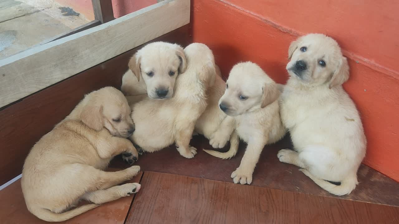 Balus Pet Shop Opposite Lkm Hospital Pet Shops In Erode Justdial