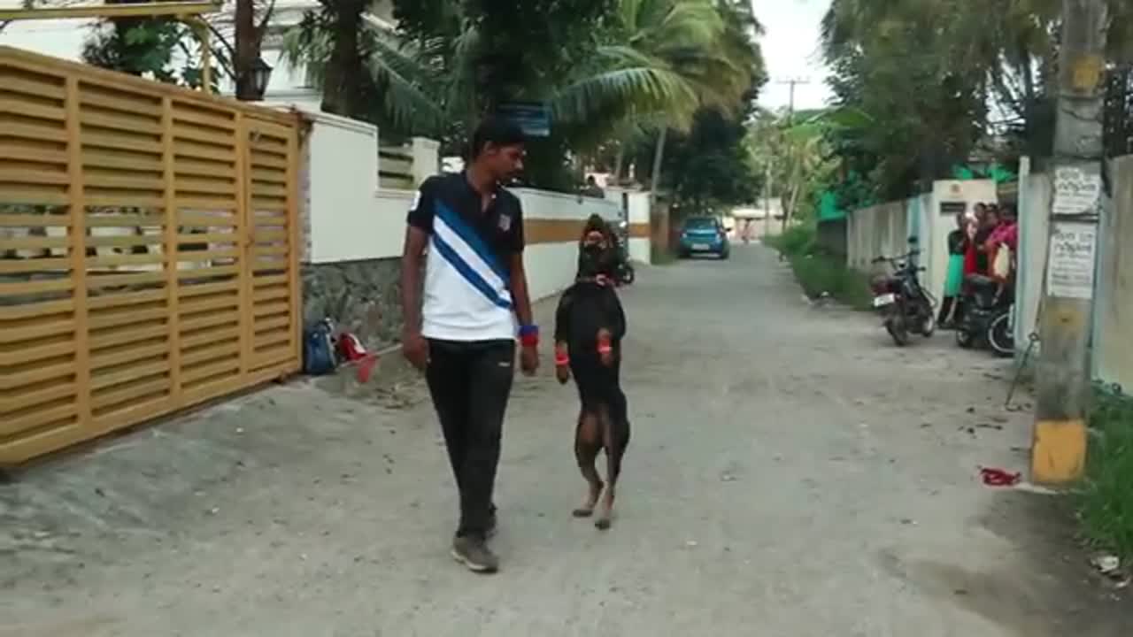 enforce k9 training school